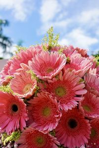 Close-up of pink daisy flowers against sky