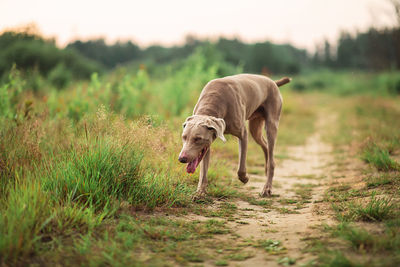 View of a dog on field