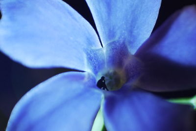 Close-up of purple flower blooming outdoors