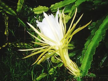 Close-up of flower blooming outdoors