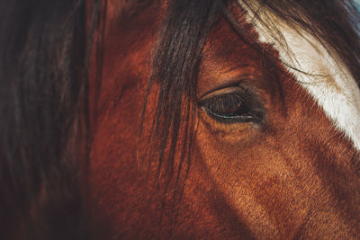 Close-up of horse