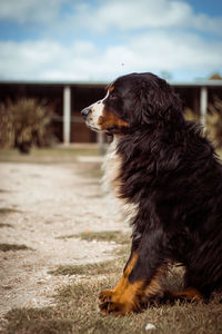 Side view of dog sitting on grass