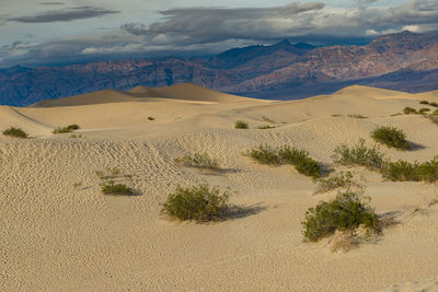 Scenic view of sand dune in desert against sky