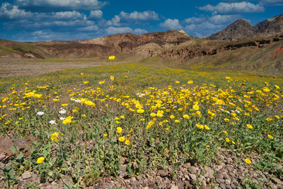 Scenic view of yellow flowering field against sky