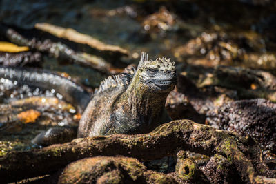 Close-up of marine iguana on roots