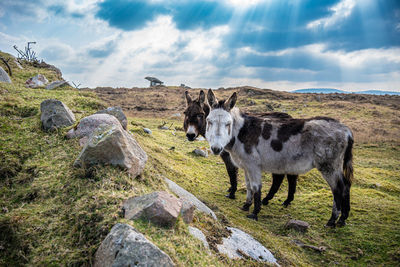 Horse standing on mountain against sky