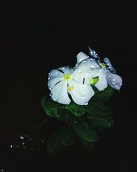 Close-up of water drops on flower against black background