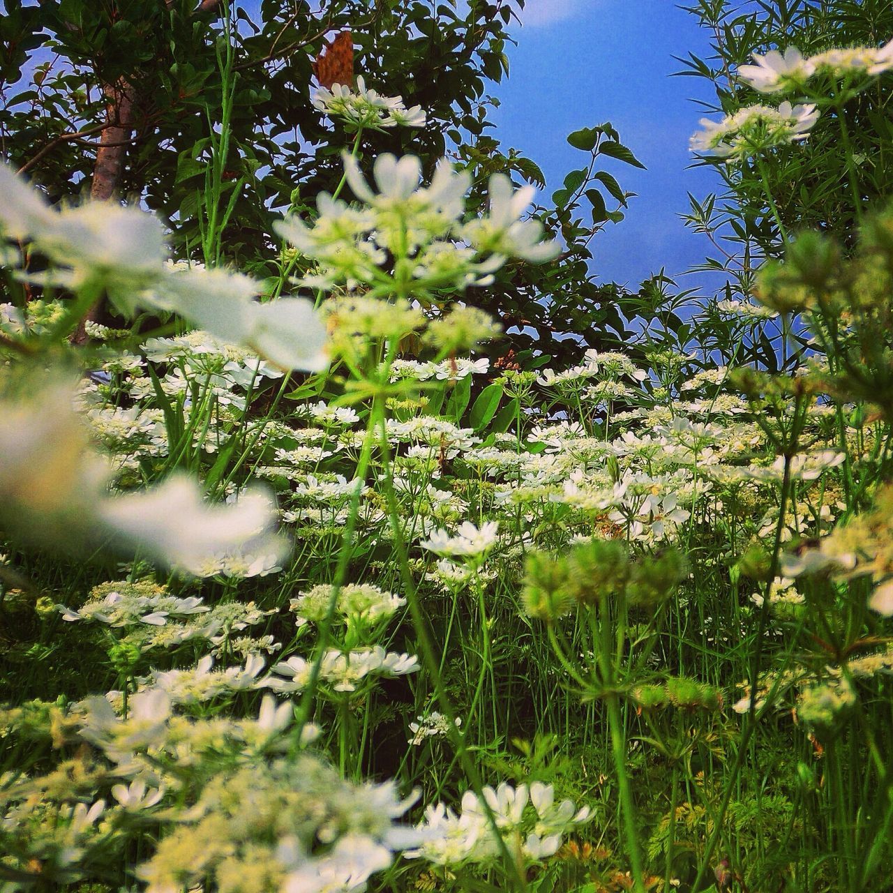 growth, flower, nature, plant, beauty in nature, tree, freshness, fragility, tranquility, white color, green color, focus on foreground, day, field, close-up, blooming, growing, outdoors, leaf, branch