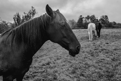 Horse standing in ranch