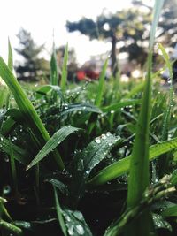 Close-up of wet grass