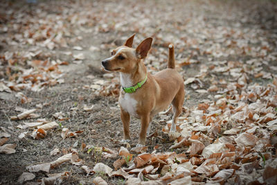 Portrait of dog standing outdoors