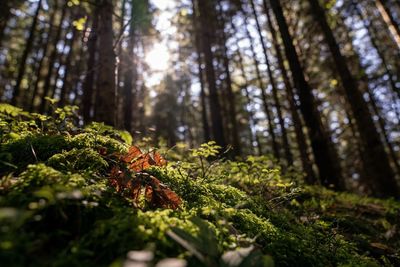 Close-up of moss growing on tree trunk