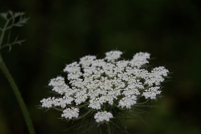 Close-up of white flowering plant