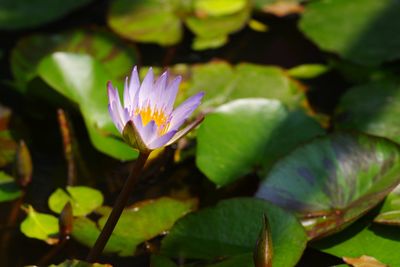 Close-up of purple flowering plant