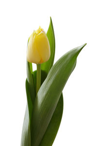 Close-up of yellow flowering plant against white background