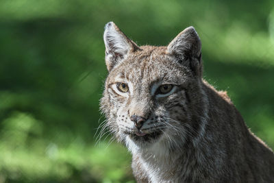 Close-up of a cat looking away