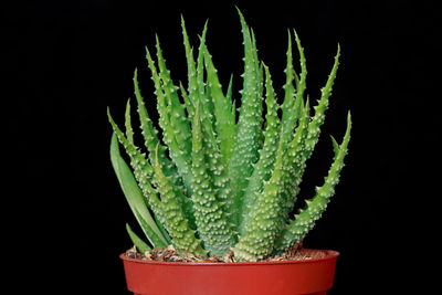 Close-up of cactus plant against black background