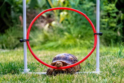 A tortoise trying to walk through a hoop.