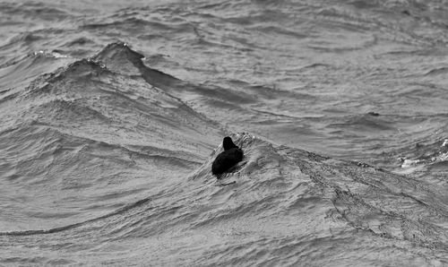 High angle view of bird perching on rock