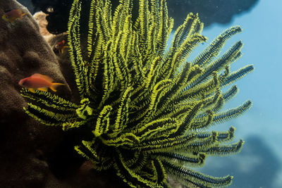 Healthy featherstar in the sea