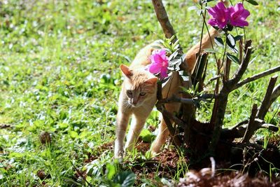 Alert cat outdoors in a sunny day