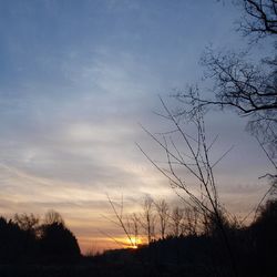 Silhouette of trees at sunset