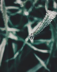 Close-up of grass blade with dew