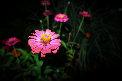 Close-up of pink flowering plant