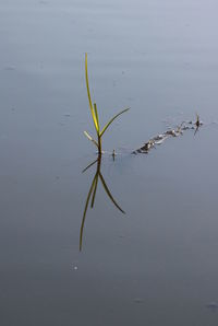 High angle view of plant in lake