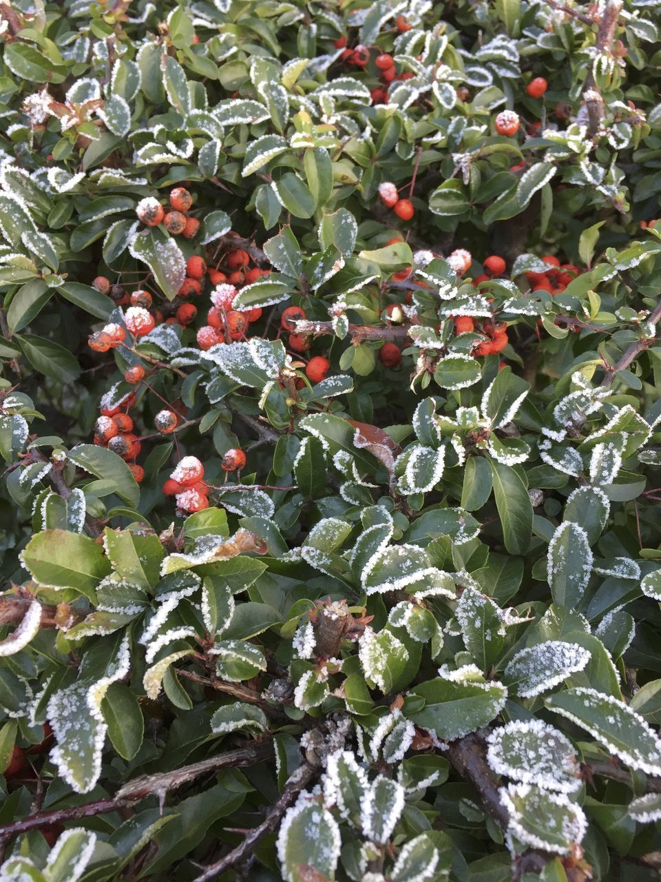 CLOSE-UP OF BERRIES ON PLANT
