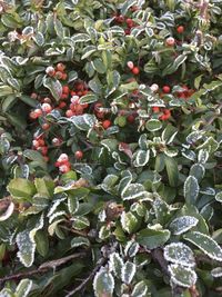 Close-up of berries growing on plant