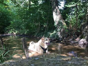 View of a dog in the forest