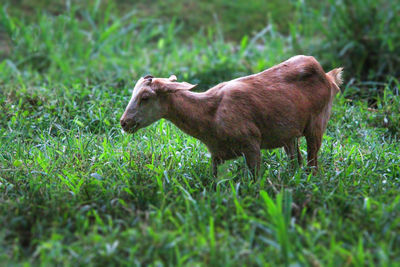 Horse on field