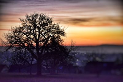 Silhouette bare tree against orange sky