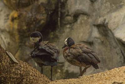 Birds perching on rock