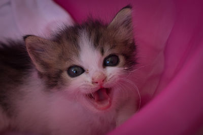 Close-up portrait of kitten