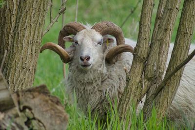 Portrait of sheep on tree trunk