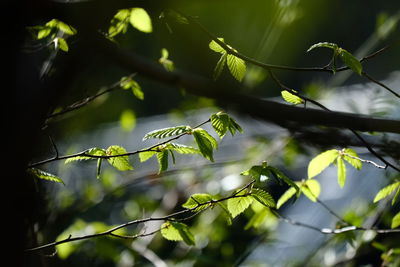 Low angle view of leaves on tree