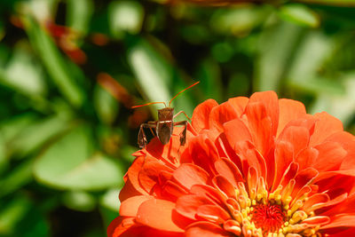 Close-up of insect on red flower