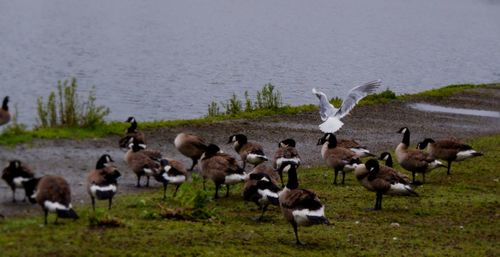 Flock of birds on lakeshore