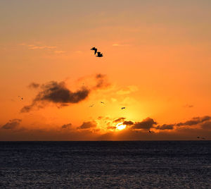 Silhouette bird flying over sea against orange sky