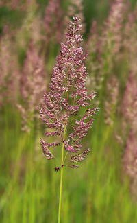 Close-up of pink flowering plant on field