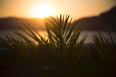 Close-up of silhouette plants growing on field against sky during sunset