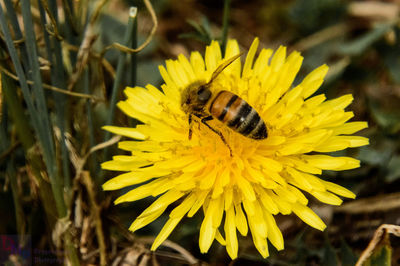 Close-up of insect on yellow flower