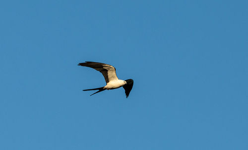 Swallow-tailed kite collects spanish moss to build a nest in the corkscrew swamp sanctuary of naples