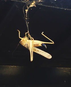 High angle view of insect