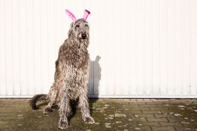 Portrait of dog looking at camera