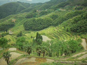 High angle view of trees on field