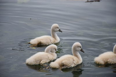 Swans swimming in lake