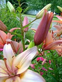 Close-up of pink flowers